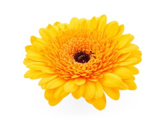 Photo of Beautiful yellow gerbera flower isolated on white