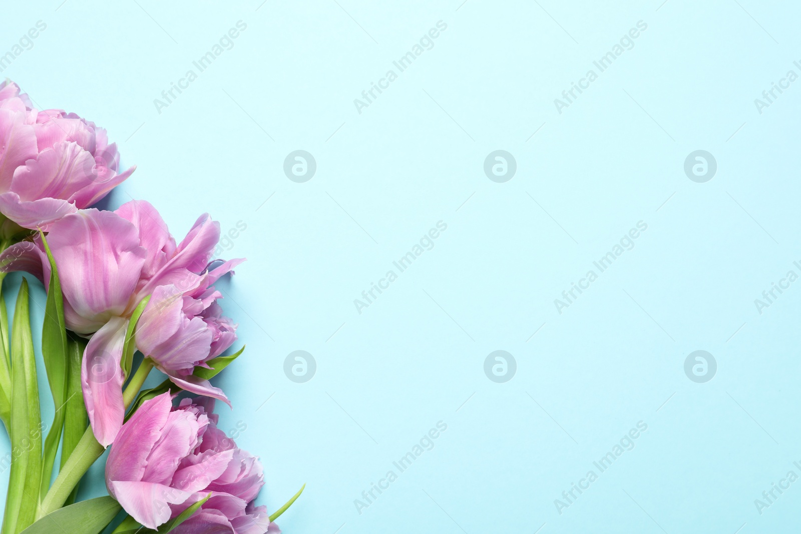 Photo of Beautiful colorful tulip flowers on light blue background, top view. Space for text
