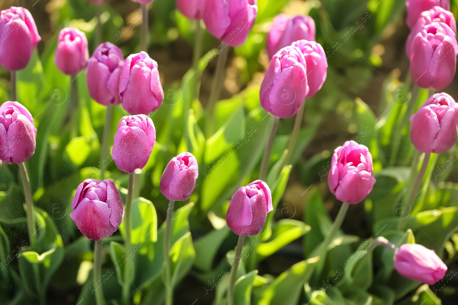 Photo of Blossoming tulips in field on sunny spring day