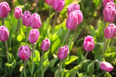 Photo of Blossoming tulips in field on sunny spring day