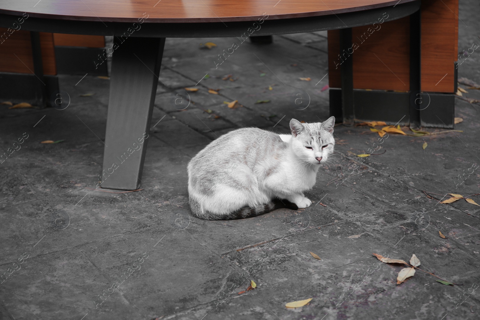 Photo of Stray cat on city street. Homeless animal