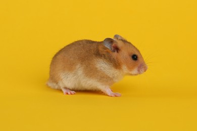 Cute little fluffy hamster on yellow background