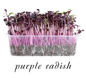 Image of Fresh organic microgreen in plastic container on white background