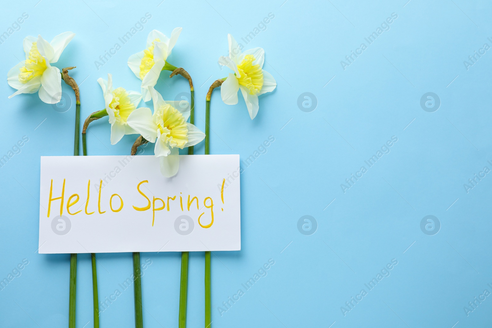 Photo of Card with words HELLO SPRING and narcissus flowers on light blue background, flat lay. Space for text