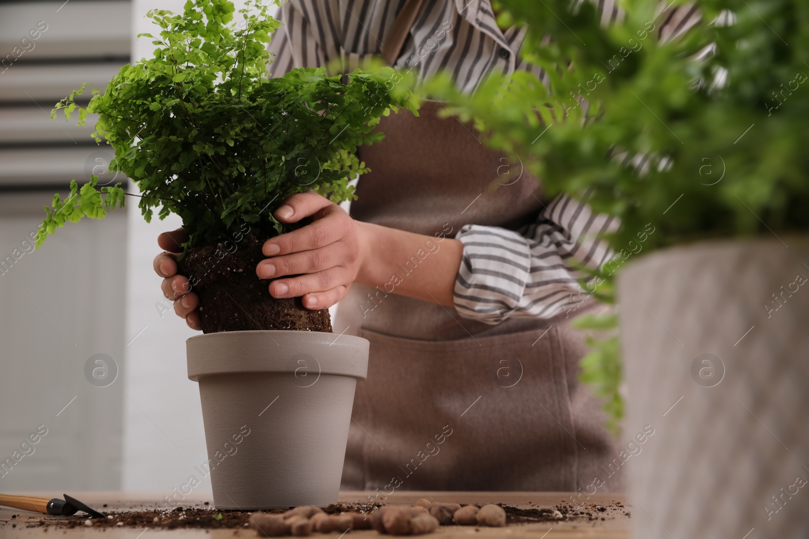 Photo of Woman planting fresh fern at table indoors, closeup