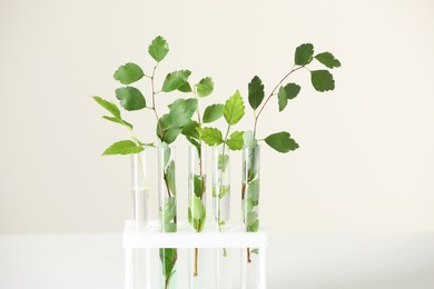 Photo of Test tubes with green plants on white table