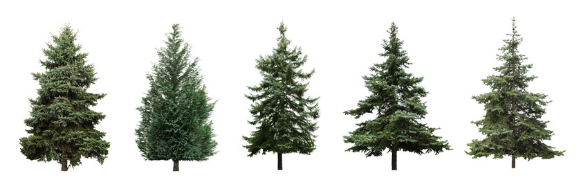 Image of Beautiful evergreen fir trees on white background, collage. Banner design