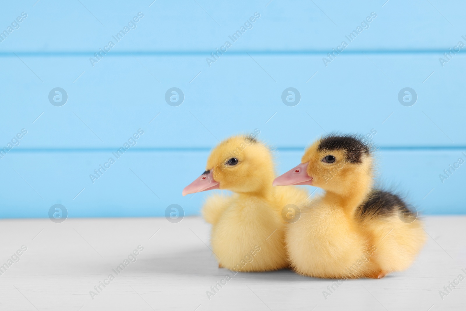 Photo of Baby animals. Cute fluffy ducklings on white wooden table near light blue wall, space for text
