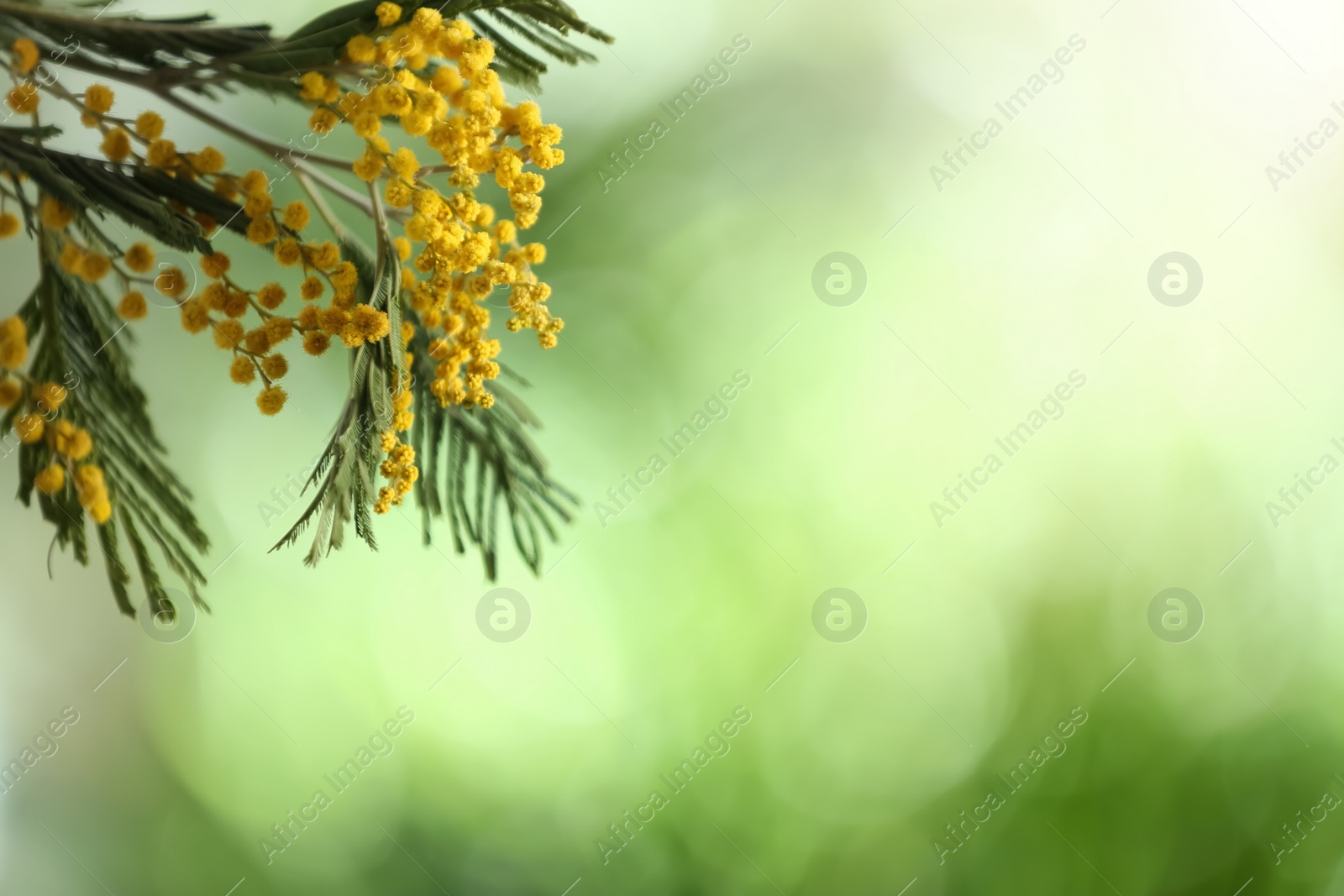 Photo of Beautiful bright mimosa flowers on blurred background, closeup. Space for text