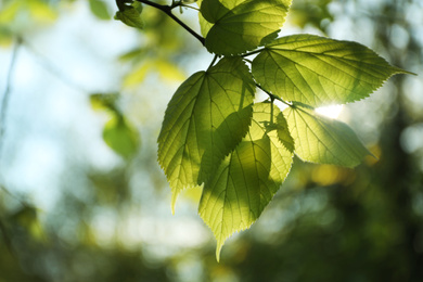 Tree branch with green leaves on sunny day