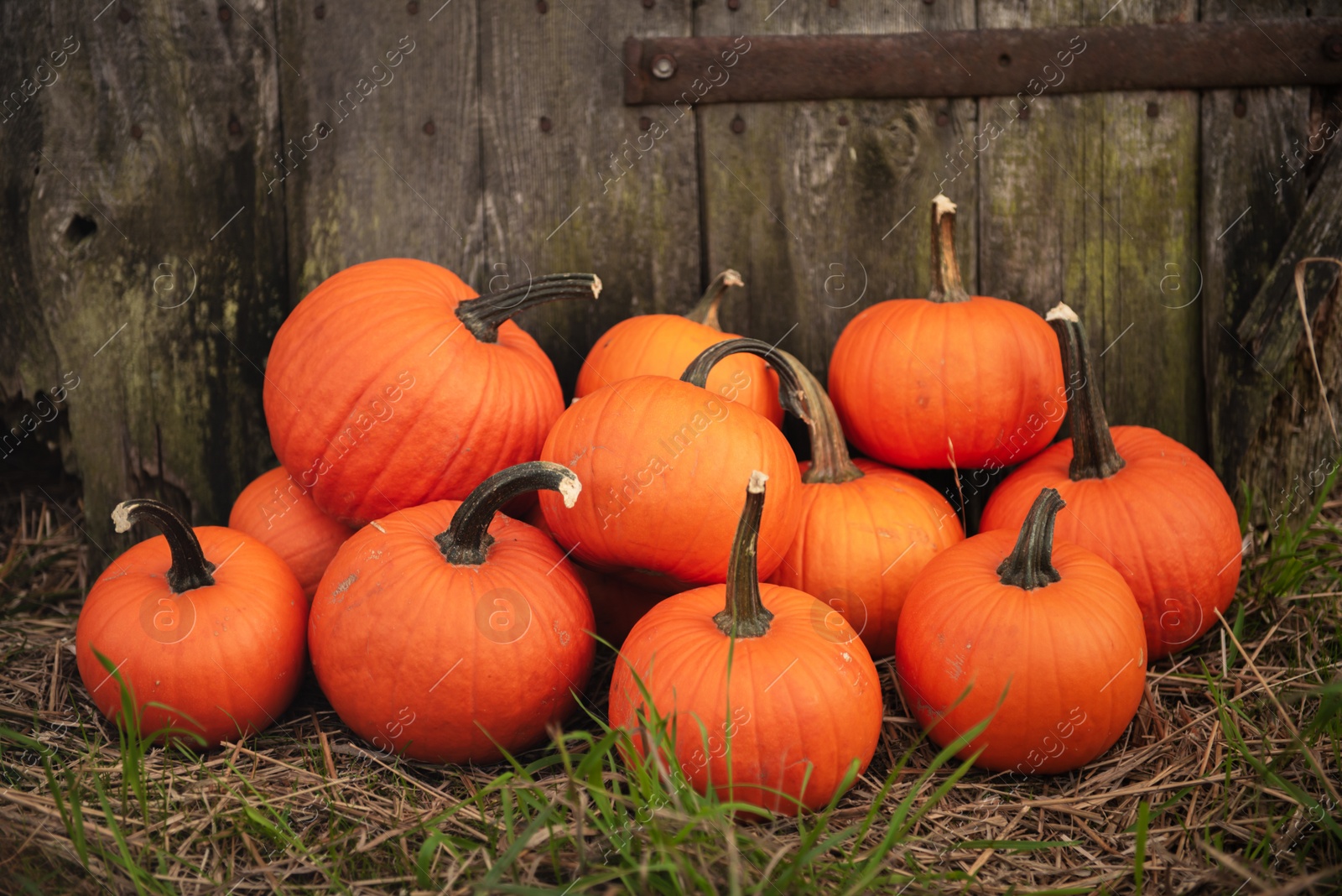 Photo of Many ripe orange pumpkins on grass near wooden fence outdoors