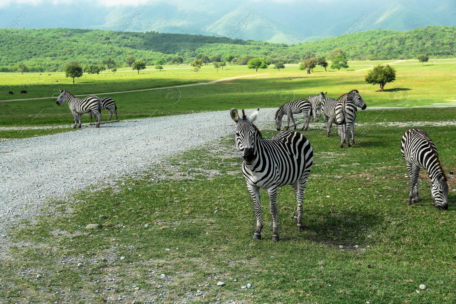 Photo of Beautiful striped African zebras in safari park