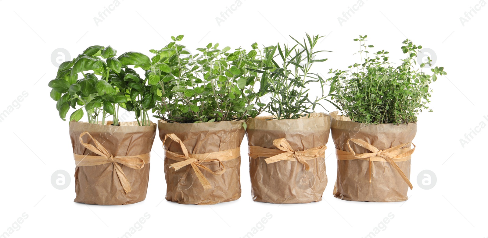 Photo of Different aromatic potted herbs isolated on white