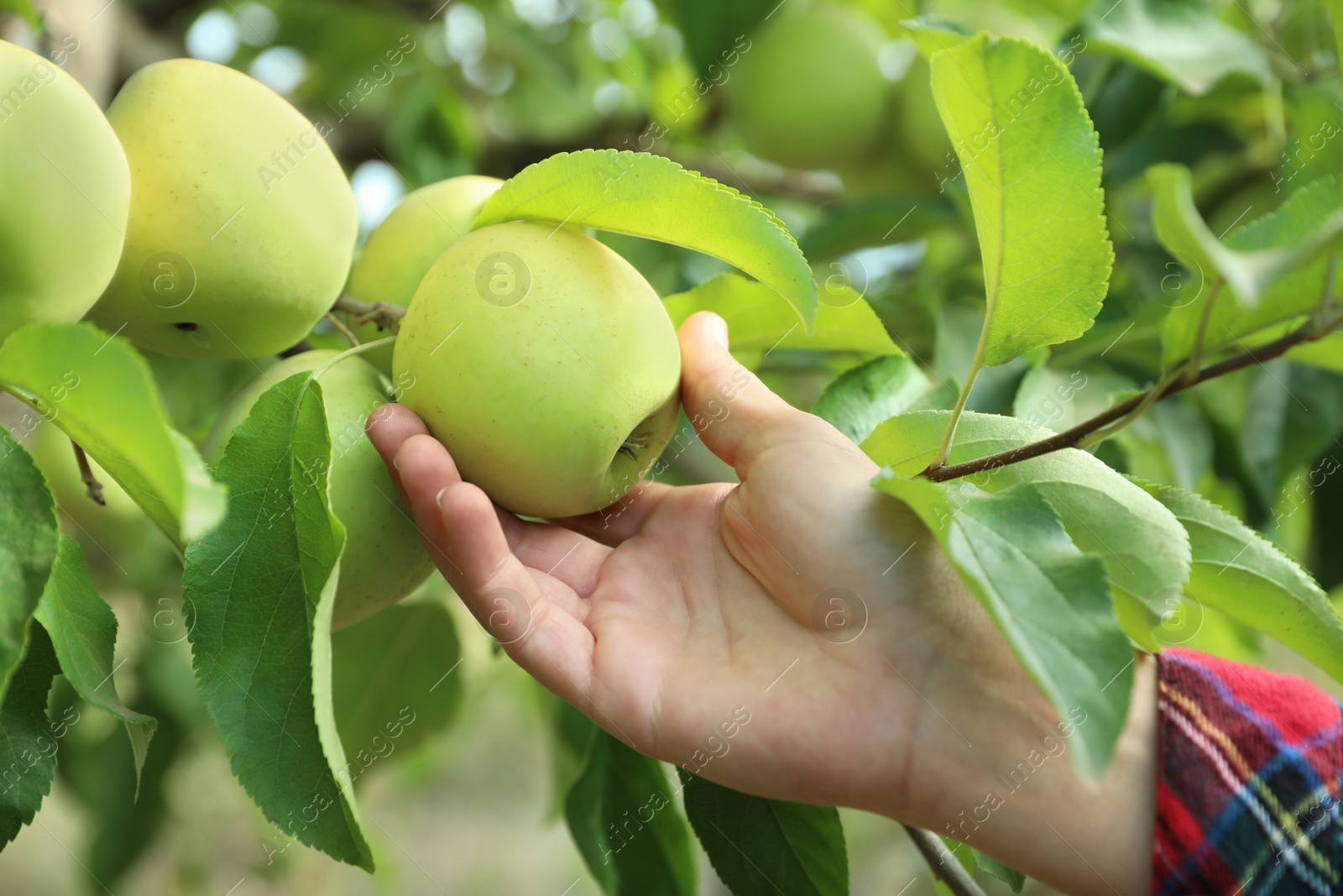 Photo of Woman picking ripe apple from tree outdoors, closeup