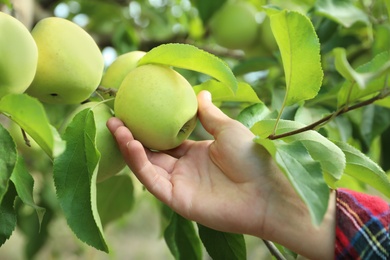 Photo of Woman picking ripe apple from tree outdoors, closeup