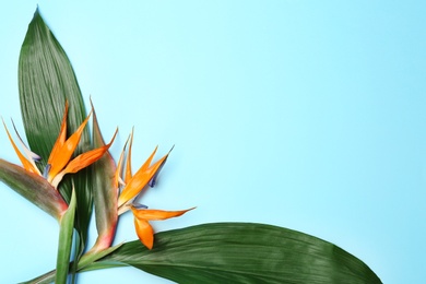 Creative composition with strelitzia flowers and tropical leaves on blue background