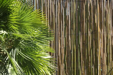 Photo of Beautiful palm tree with green leaves near bamboo fence outdoors, closeup. Space for text