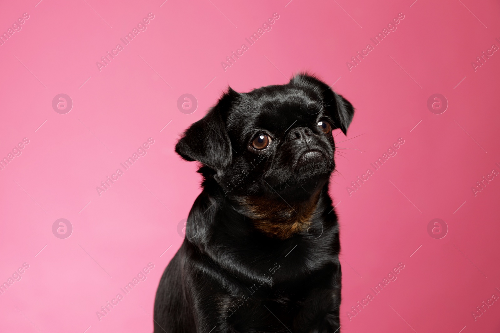 Photo of Adorable black Petit Brabancon dog on pink background