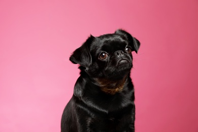 Adorable black Petit Brabancon dog on pink background