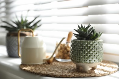 Beautiful potted plant on windowsill, space for text. Floral house decor