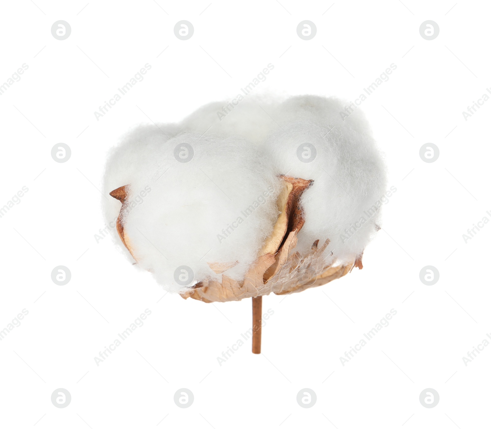 Photo of Beautiful fluffy cotton flower isolated on white