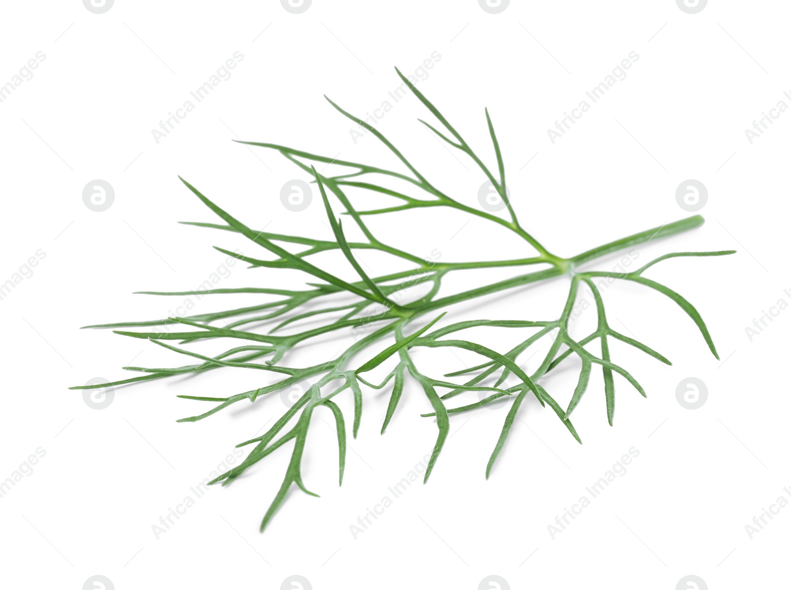 Photo of Sprig of fresh dill isolated on white