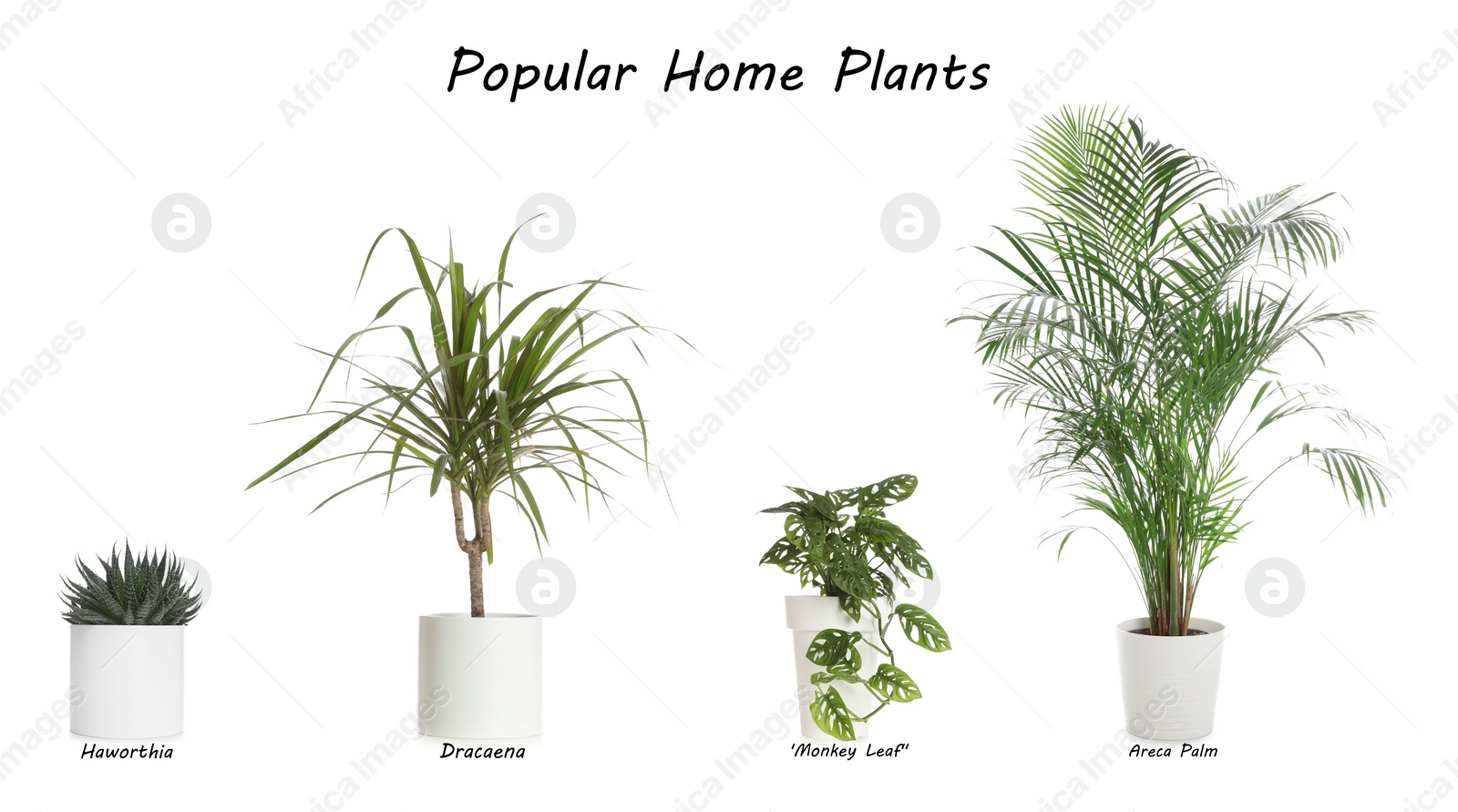 Image of Set of popular house plants on white background