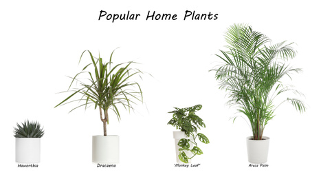 Set of popular house plants on white background