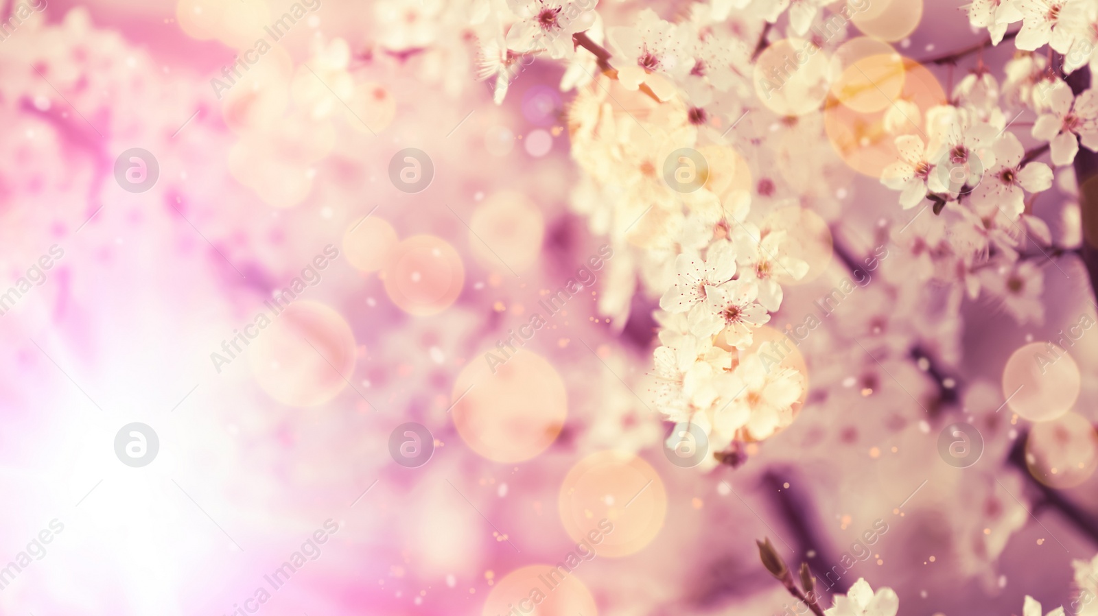 Image of Closeup view of blossoming tree outdoors on spring day, banner design