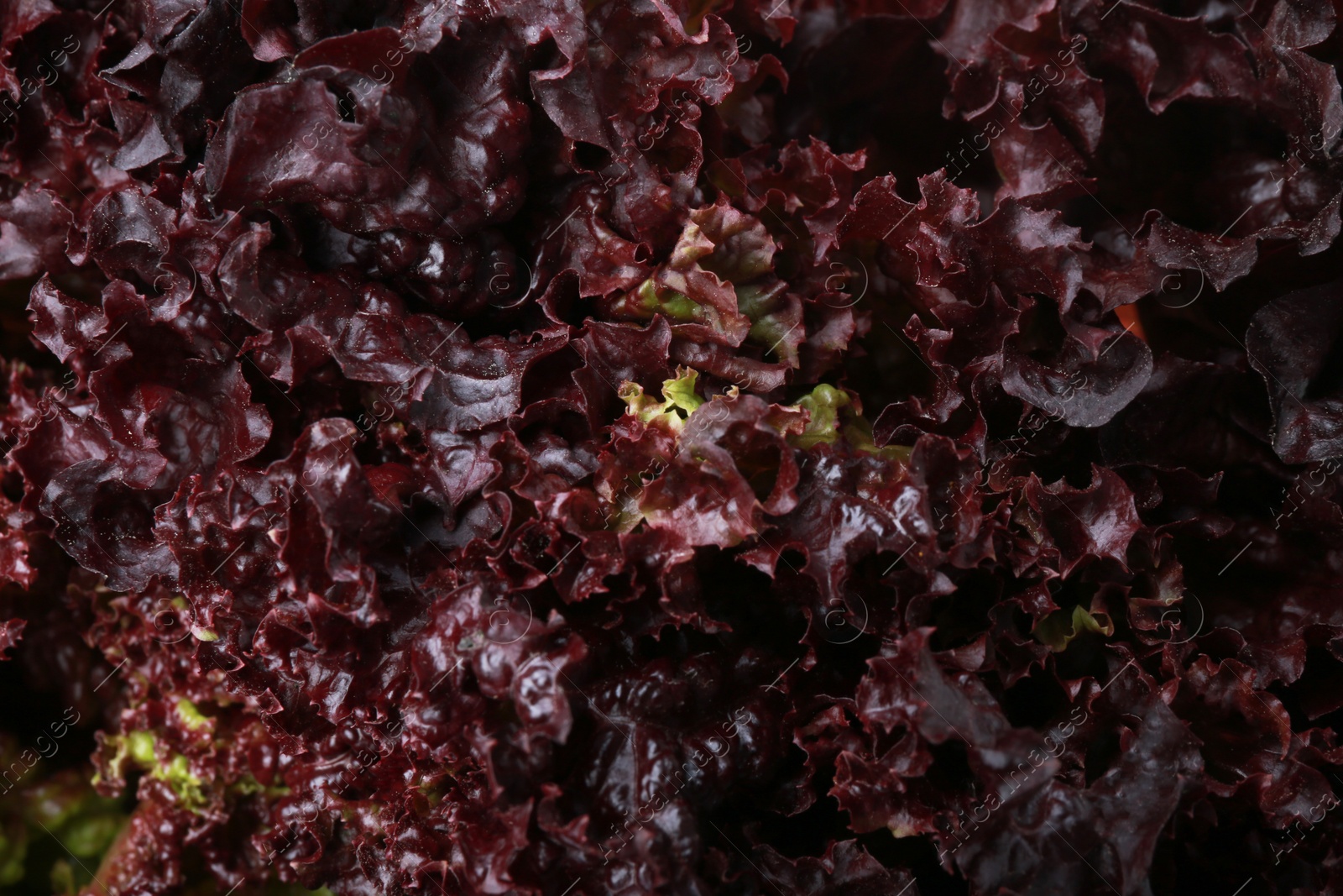 Photo of Fresh red coral lettuce as background, closeup