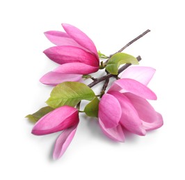 Beautiful pink magnolia flowers isolated on white