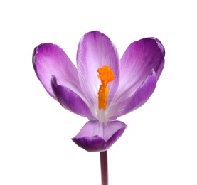 Beautiful spring crocus flower isolated on white