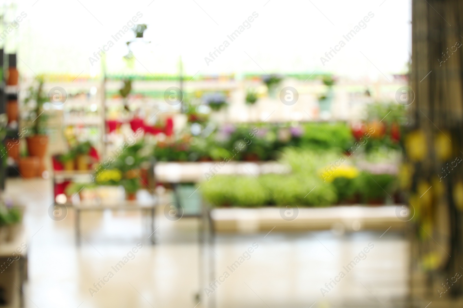 Photo of Blurred view of flower shop with tropical plants