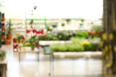 Blurred view of flower shop with tropical plants