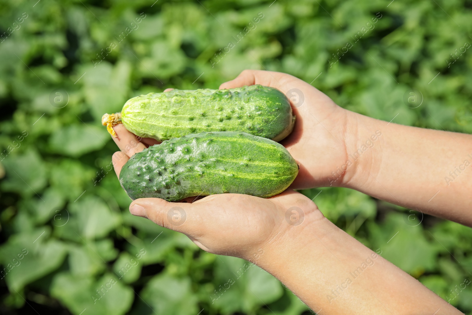 Photo of Man holding ripe cucumbers in garden on sunny day