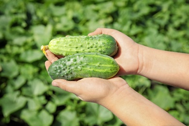 Man holding ripe cucumbers in garden on sunny day