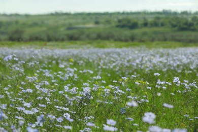 Photo of Picturesque view of beautiful blooming flax field