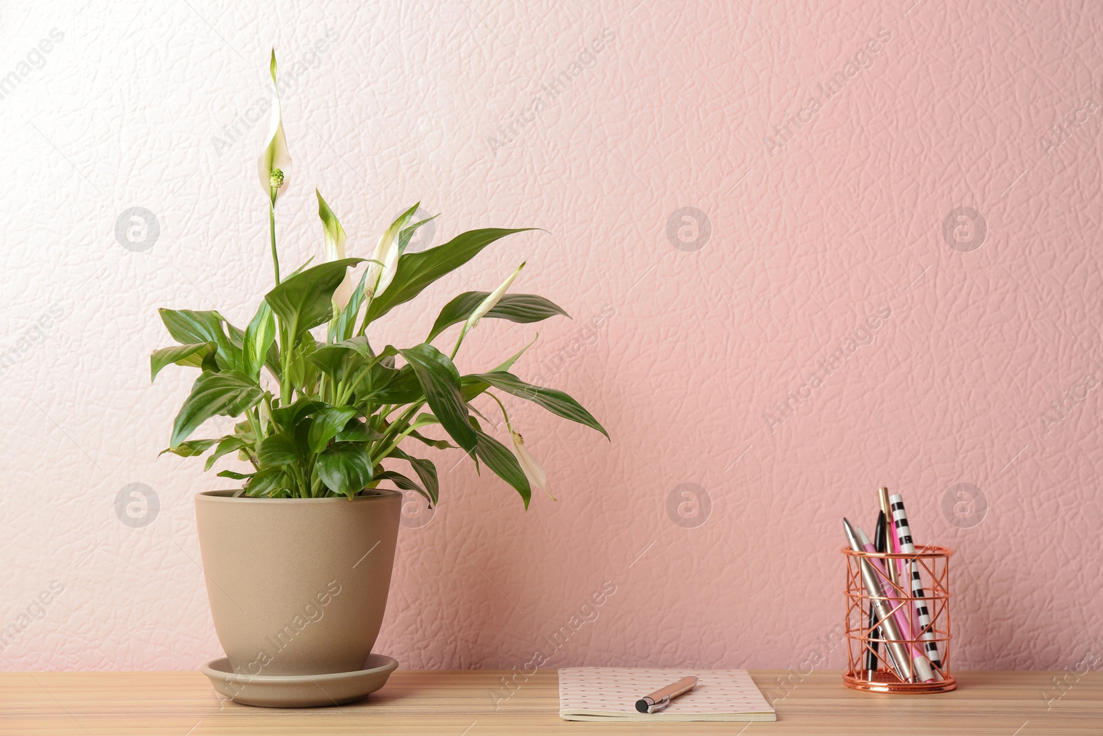 Photo of Peace lily, notebook and pens on table against color wall. Space for text