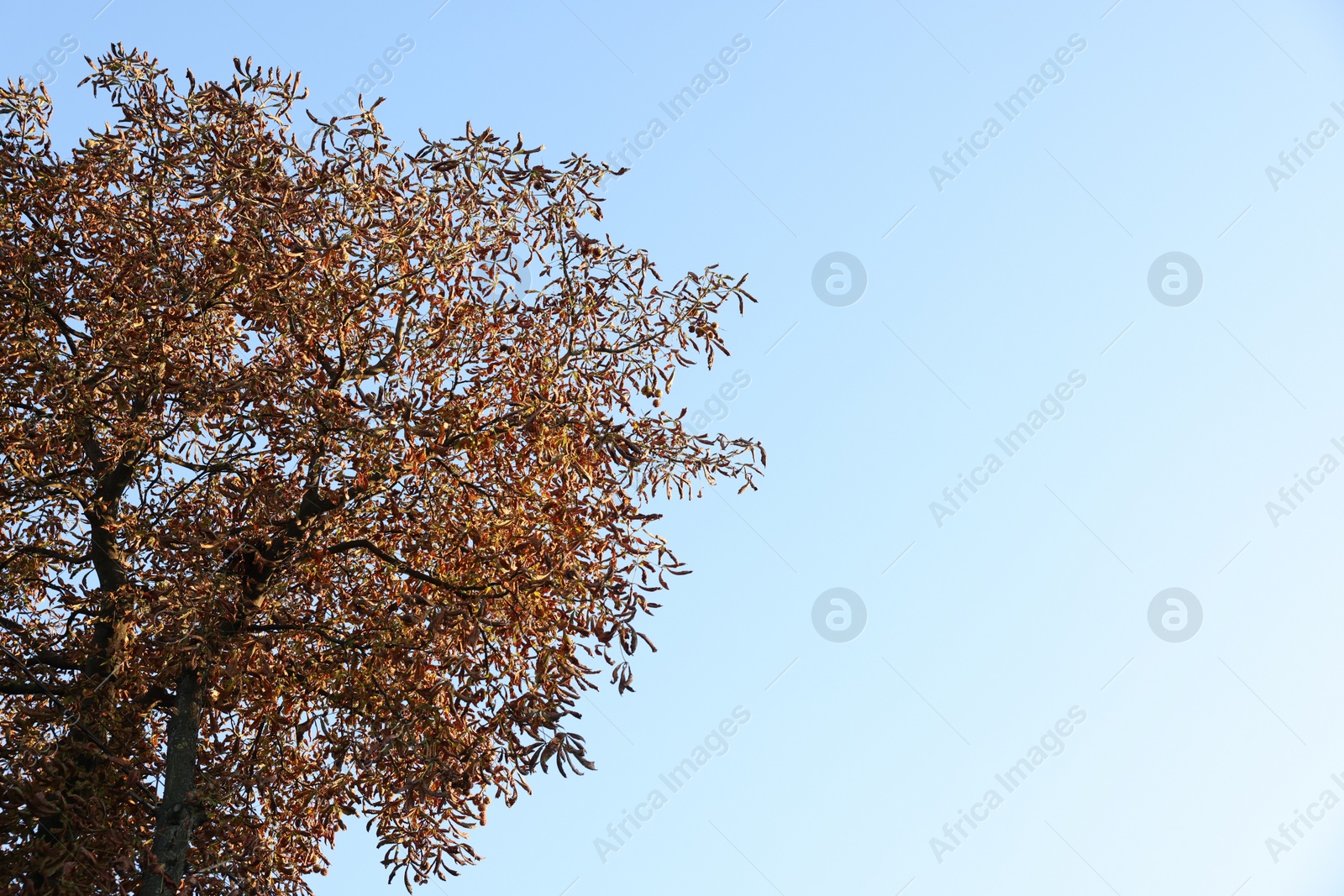 Photo of Tree with dry leaves against blue sky, space for text