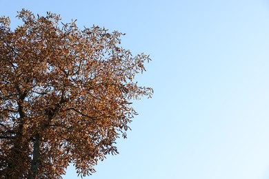 Photo of Tree with dry leaves against blue sky, space for text