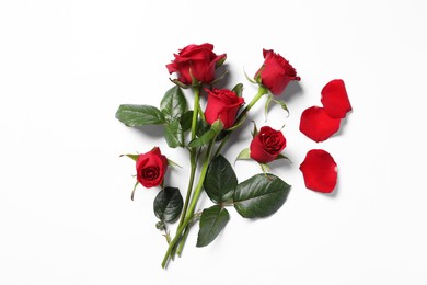 Beautiful red roses and petals on white background, top view