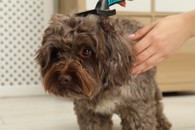 Woman brushing her cute Maltipoo dog at home, closeup. Lovely pet