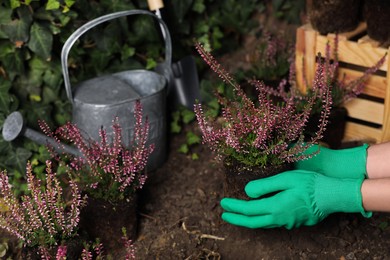 Photo of Woman planting flowering heather shrub outdoors, closeup