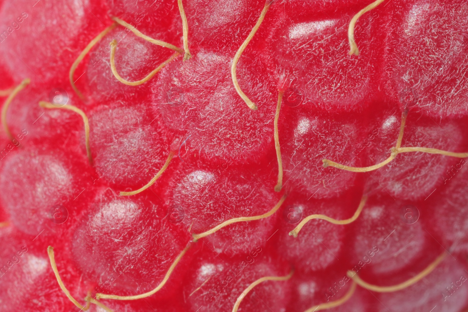 Photo of Texture of ripe raspberry as background, macro view. Fresh berry