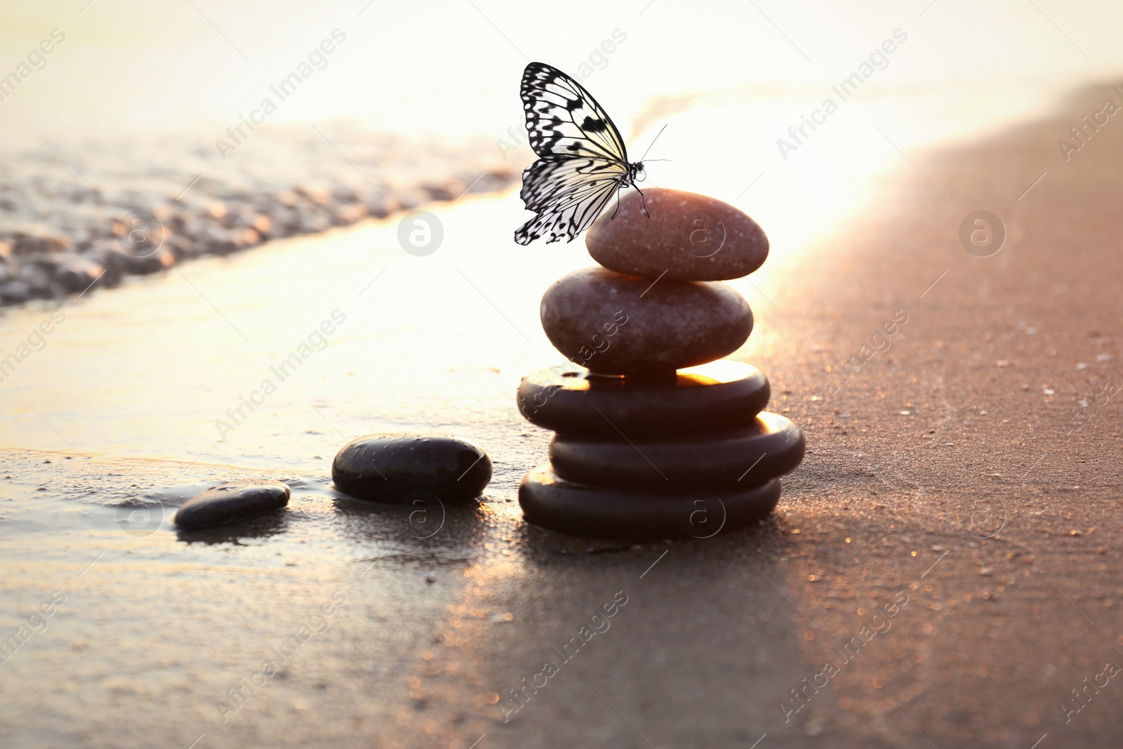 Image of Beautiful butterfly and stones on sandy beach near sea at sunset. Zen concept