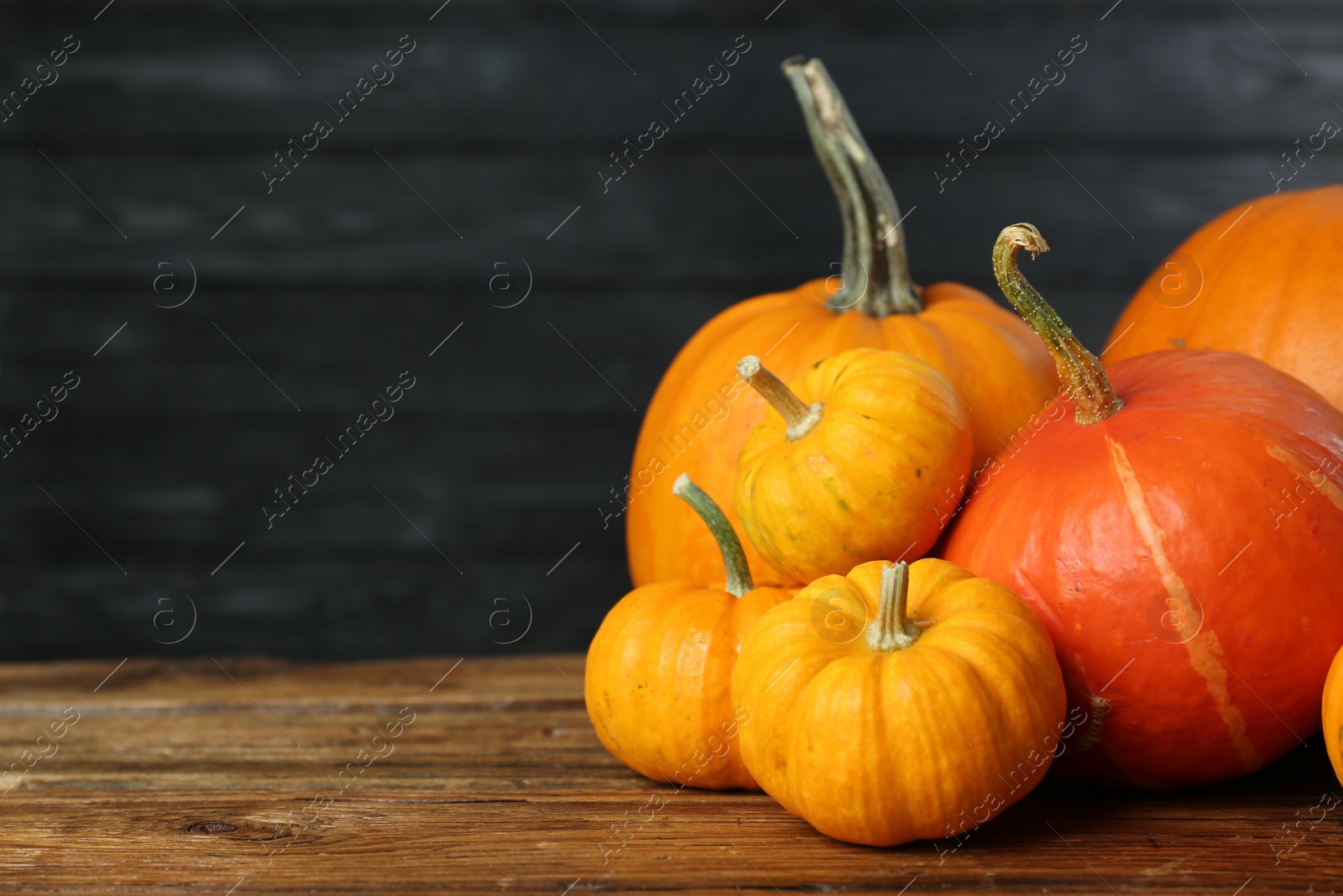 Photo of Thanksgiving day. Many different pumpkins on wooden table, space for text