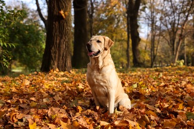 Photo of Cute Labrador Retriever dog on fallen leaves in sunny autumn park