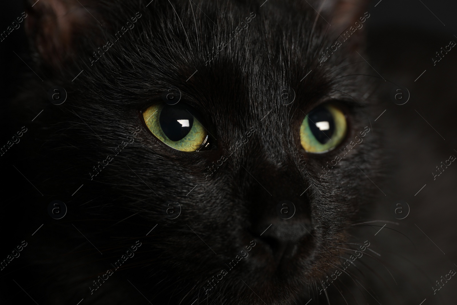 Photo of Black cat with beautiful eyes on dark background, closeup