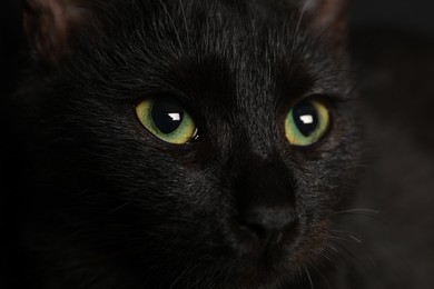 Black cat with beautiful eyes on dark background, closeup