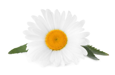 Beautiful fragrant chamomile flower isolated on white